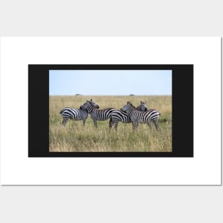 Zebras: Sticking together. Serengeti National Park Posters and Art